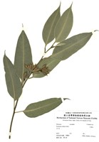 藏品(大葉桉)的圖片